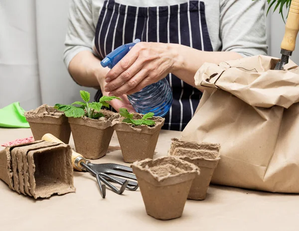 Evde bir kadın kağıt bardakta bitkileri suluyor. Evde bitki ve sebze yetiştiriyor.