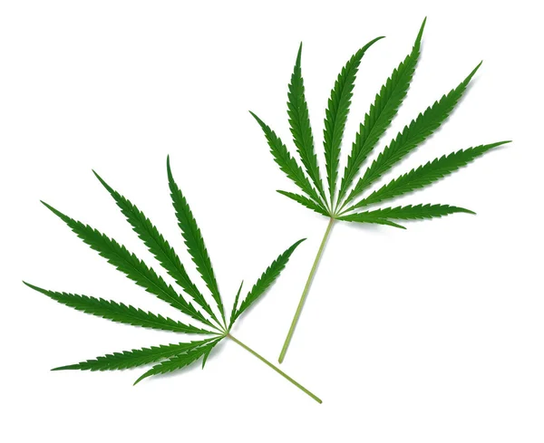 Grön Cannabis Blad Vit Isolerad Bakgrund Ovanifrån — Stockfoto