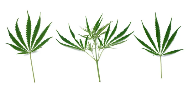 Hoja Cannabis Verde Sobre Fondo Blanco Aislado Vista Superior Conjunto —  Fotos de Stock