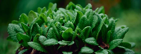 Bush Large Green Leaves Primula Acaulis Garden Spring — 스톡 사진