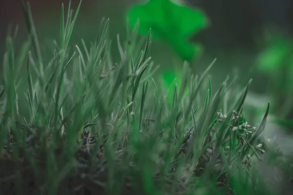 Green Sprouts Carnation Garden Selective Focus — Stockfoto