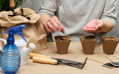 Dişi avucundaki salatalık tohumları. Evdeki karton bardağa tohum ekmek, hobi