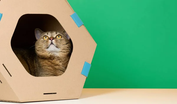 An adult straight-eared Scottish cat sits in a brown cardboard house for games and recreation on a green background
