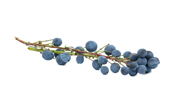 Blue Berries Mahonia Holly White Isolated Background — Stock Fotó