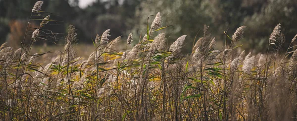 Trockene Schilfhalme Teich Wiegen Sich Einem Herbsttag Wind Ukraine — Stockfoto