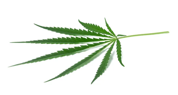Grön Cannabis Blad Vit Isolerad Bakgrund Ovanifrån — Stockfoto