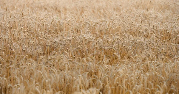 Field Yellow Ripe Wheat Summer Day Good Harvest Banner Stock Photo