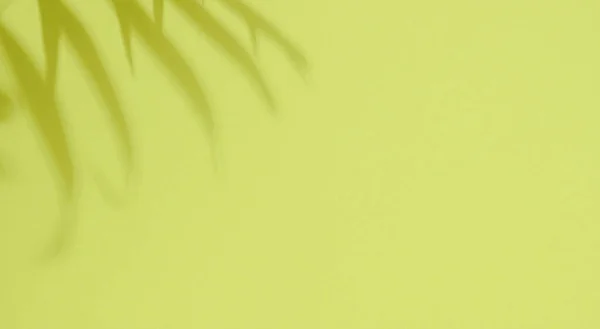 Зеленый Фон Тенью Пальмового Листа Демонстрации Косметики Изделий Реклама Продвижение — стоковое фото