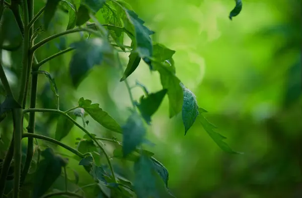 Green Tomato Leaves Garden Selective Focus — Stockfoto