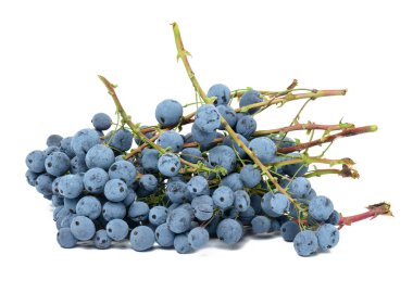 Blue berries of Mahonia holly on a white isolated background