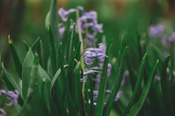 Blühende Blaue Hyazinthe Garten Einem Sonnigen Sommernachmittag Selektiver Fokus — Stockfoto