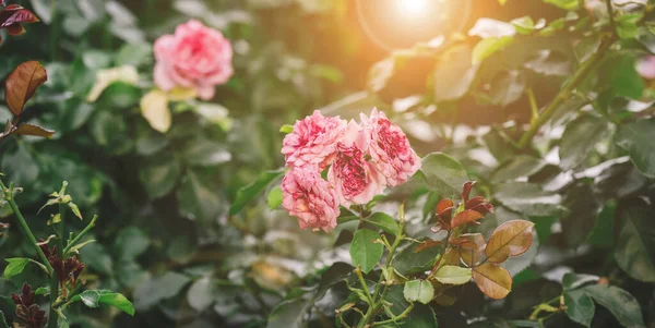Rose Rosa Fiore Giardino Raggi Del Sole Vicino — Foto Stock