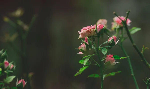 Rosa Blühende Rosen Garten Aus Nächster Nähe — Stockfoto