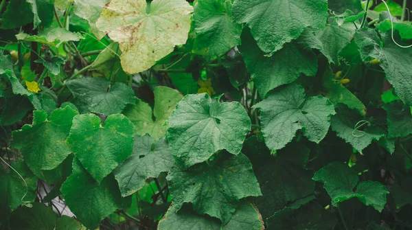 Growing Bushes Cucumbers Green Leaves Vegetable Garden Summer Day — Φωτογραφία Αρχείου