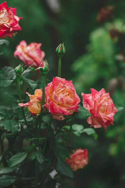Cespuglio Rose Crescente Con Fiori Rosa Foglie Verdi Giorno Estate — Foto Stock