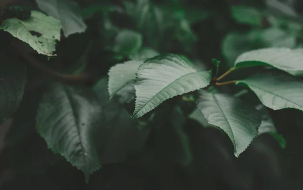 Πράσινα Φύλλα Γλυκού Κεράσι Κατά Διάρκεια Της Ημέρας Επιλεκτική Εστίαση — Φωτογραφία Αρχείου