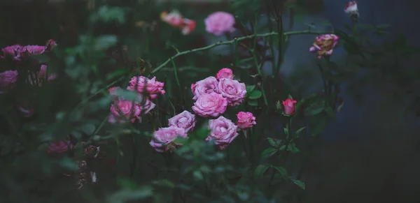 Rosenstrauch Mit Rosa Blüten Und Grünen Blättern Sommertag — Stockfoto
