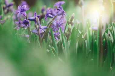 Çiçekli mavi sümbül, güneşli bir yaz akşamında bahçede, seçici bir odak noktası.