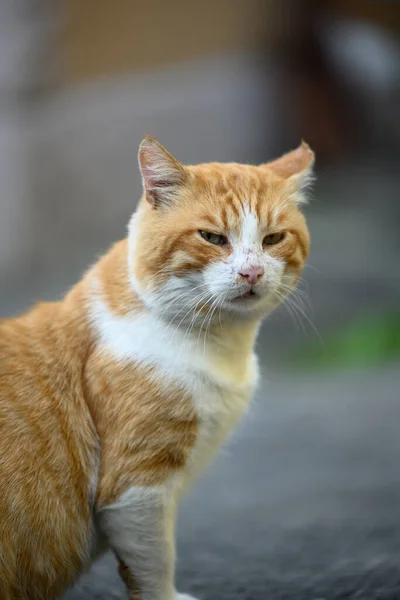 Volwassen Roodharige Witte Kat Zit Straat Het Dier Kijkt Camera — Stockfoto