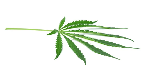 Hoja Cannabis Verde Sobre Fondo Blanco Aislado Vista Superior —  Fotos de Stock