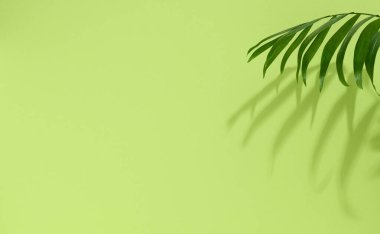 Yeşil arka planda gölgesi olan yeşil palmiye yaprakları. Kozmetik ürünlerinin tanıtımı ve tanıtımı için boş bir sahne