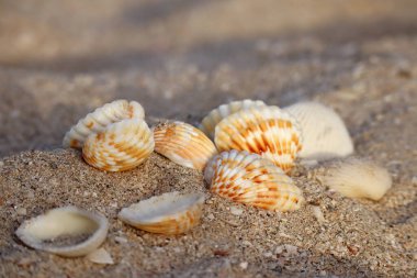 Gün batımında kumlu bir sahilde deniz kabukları kısmen bulanık ve odaklanmamış.