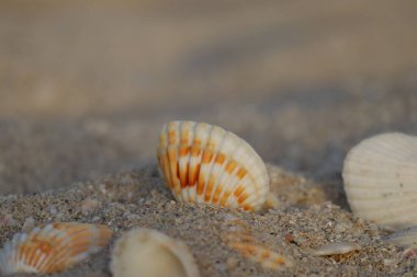 Gün batımında kumlu bir sahilde deniz kabukları kısmen bulanık ve odaklanmamış.
