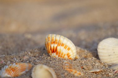 Gün batımında kumlu bir sahilde deniz kabukları kısmen bulanık ve odaklanmamış.