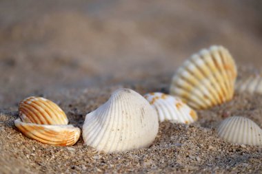 Gün batımında kumlu bir sahilde deniz kabukları kısmen bulanık ve odaklanmamış.