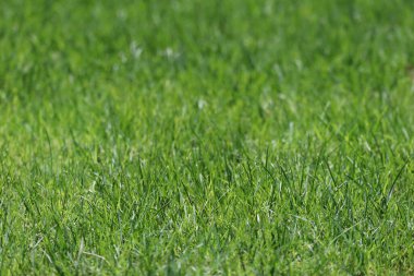 Yeşil çimenler, çimenler, ön plan ve arka plan bulanık