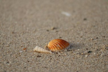 Gün batımında kumlu bir sahilde deniz kabukları kısmen bulanık ve odaklanmamış.