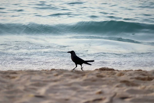 A bird runs along the water\'s edge on the beach