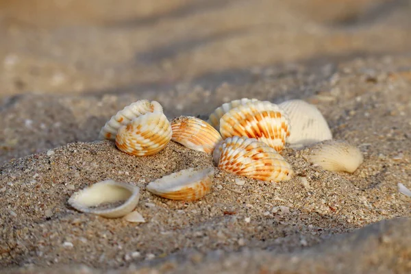 Seashells Uma Praia Areia Pôr Sol Parcialmente Borrada Sem Foco — Fotografia de Stock