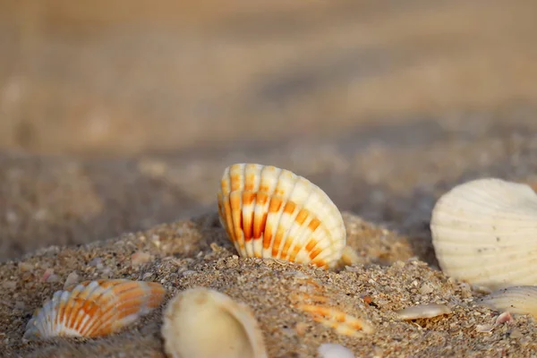 Seashells Uma Praia Areia Pôr Sol Parcialmente Borrada Sem Foco — Fotografia de Stock