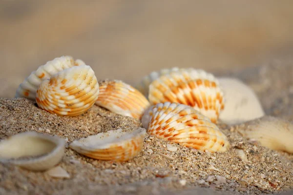 Seashells Uma Praia Areia Pôr Sol Parcialmente Borrada Sem Foco — Fotografia de Stock