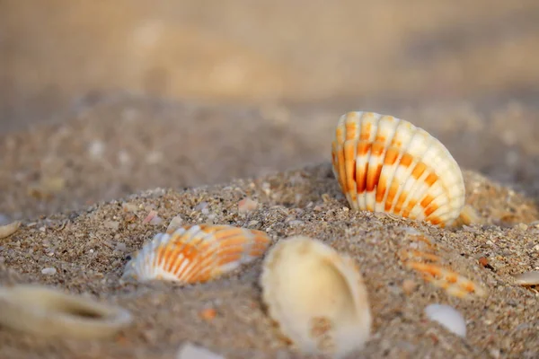 Coquillages Sur Une Plage Sable Coucher Soleil Partiellement Flous Flous — Photo