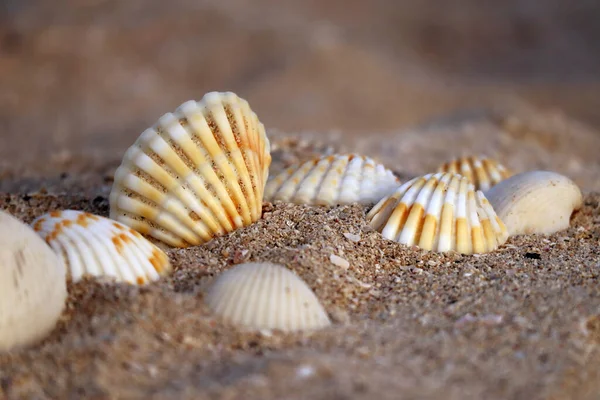 Seashells Uma Praia Areia Pôr Sol Parcialmente Borrada Sem Foco — Fotografia de Stock