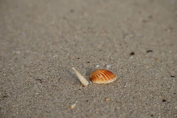 Seashells Sandy Beach Sunset Partially Blurred Unfocused — Stock Photo, Image