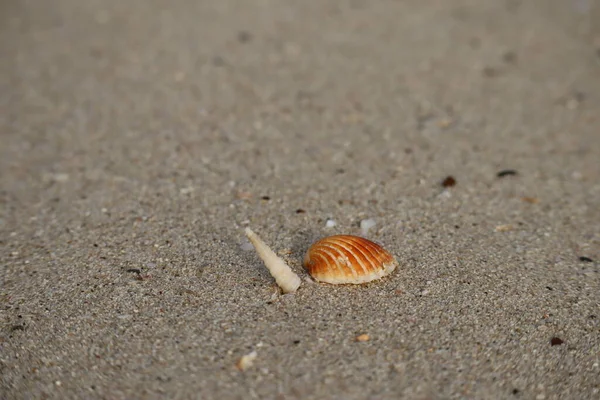 Seashells Uma Praia Areia Pôr Sol Parcialmente Borrada Sem Foco — Fotografia de Stock