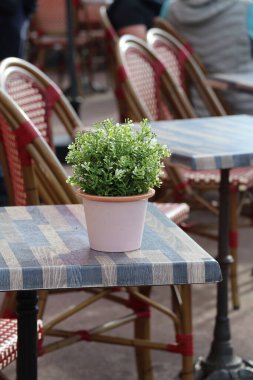 Yazlık terasta masanın üzerinde bir saksı