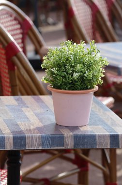Yazlık terasta masanın üzerinde bir saksı