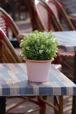 Yazlık terasta masanın üzerinde bir saksı