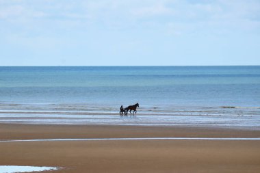 Adamın biri Cabourg sahilinde ata biniyor.