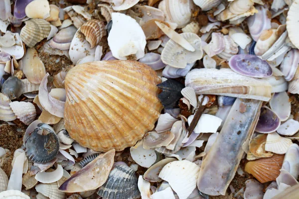 Pebbles Conchas Caracóis Praia Cabourg — Fotografia de Stock
