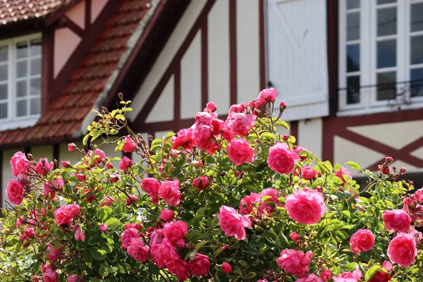 背景是典型的诺曼式房子的玫瑰灌木 — 图库照片