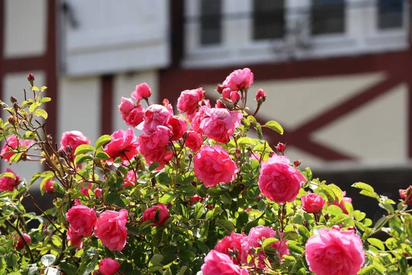 Rose bush with a typical Norman house in the background