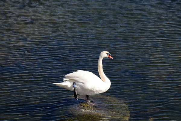 Белый Лебедь Озере Стоит Одной Ноге — стоковое фото