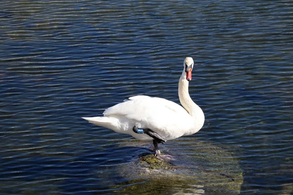 Cisne Branco Lago Fica Uma Perna — Fotografia de Stock