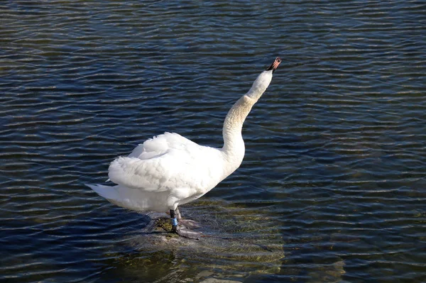 Cisne Branco Lago Estica Pescoço — Fotografia de Stock