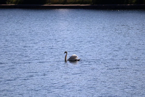 White Swan Lake Sunny Day — Stock Photo, Image